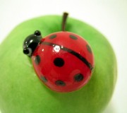 lady-beetle lady-beetle