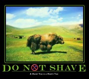 A Hairy Yak is a Happy Yak