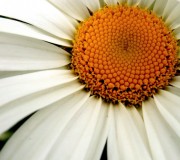 Daily Close Up