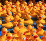 Ducks at a Carnival